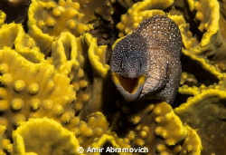 Canon G12 
After A long wait for the young moray eel to ... by Amir Abramovich 